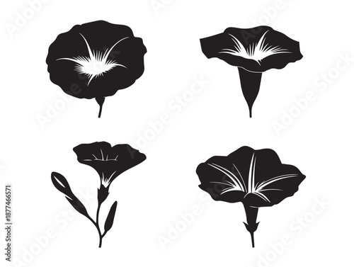 Gorgeous Morning Glory Silhouettes With Delicate Floral Charm