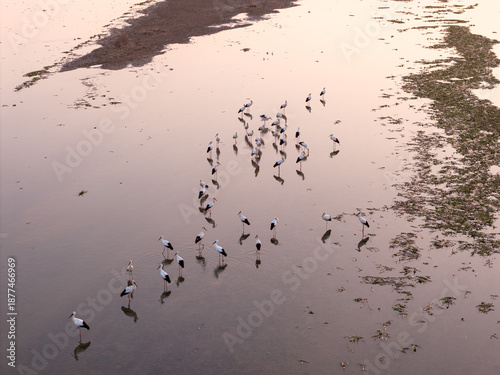 Фотография A flock of Oriental white storks frolic on the lake surface under the setting sun