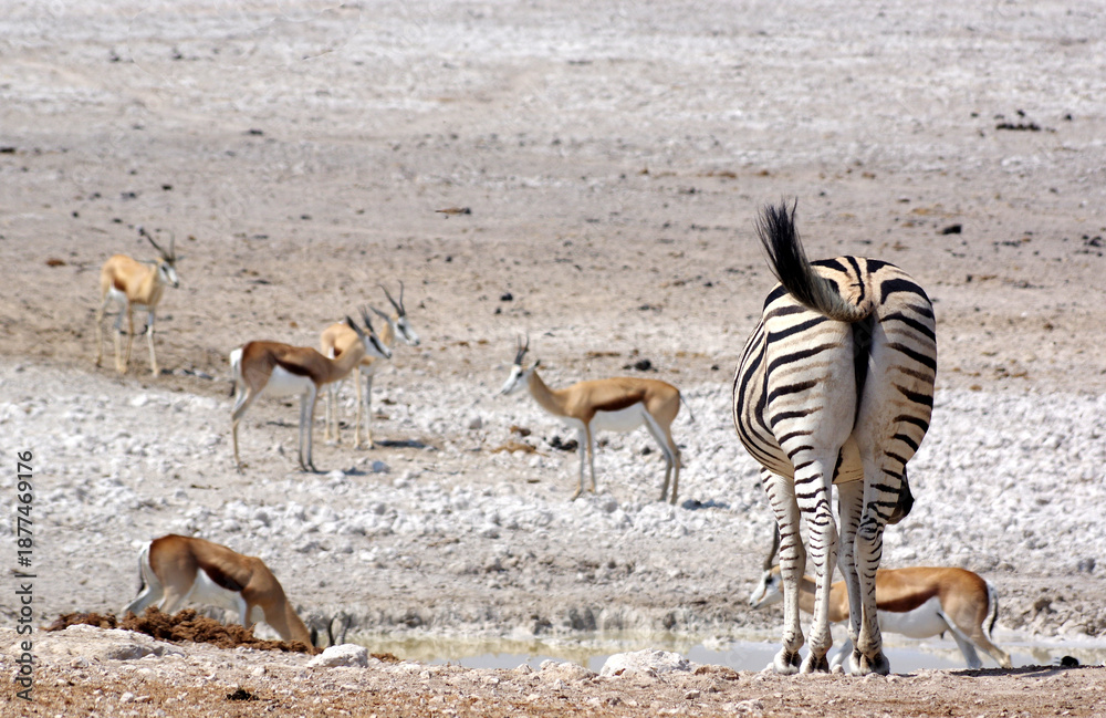 Fototapeta premium Zèbre de dos dans le parc national d'Etosha en Namibie 