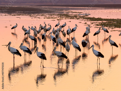 Canvas-taulu A flock of Oriental white storks frolic on the lake surface under the setting sun