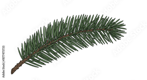 Detailed color illustration of a single evergreen pine or spruce branch with needles on a clean white background.