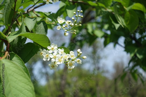Close view of white flowers of bird cherry