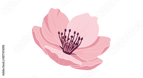 Detailed illustration of a single pink cherry blossom flower with dark purple stamens centered on a white background.