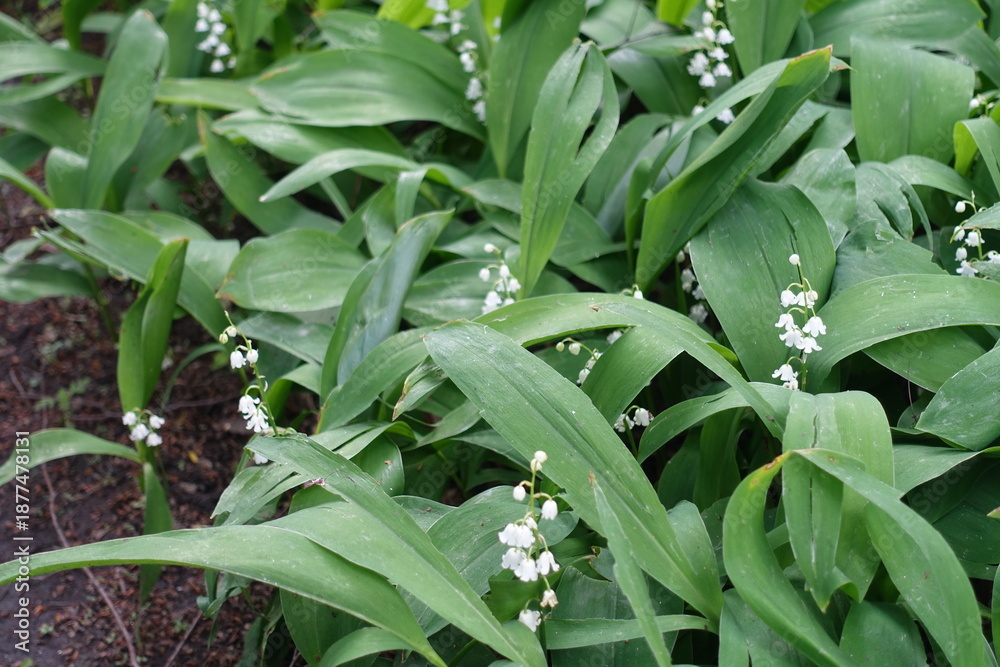 Obraz premium Little white flowers in the leafage of lily of the valley in mid May