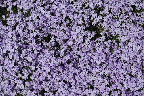 Obraz na plátně Numberless violet flowers of phlox subulata in mid May