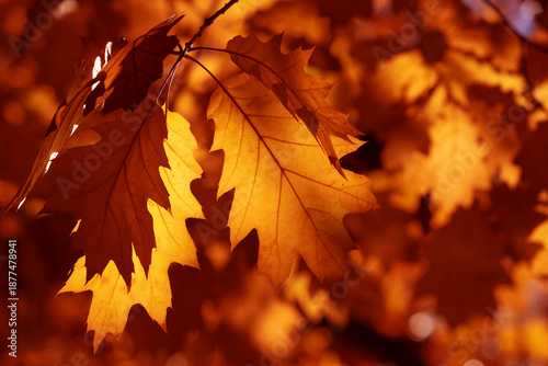 Golden Autumn Oak Leaves Close-Up On Branch With Warm Backlight