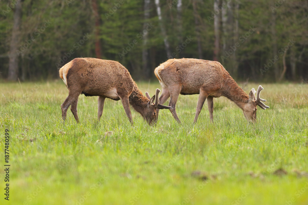 Fototapeta premium Jelenie pasące się na polanie wiosną