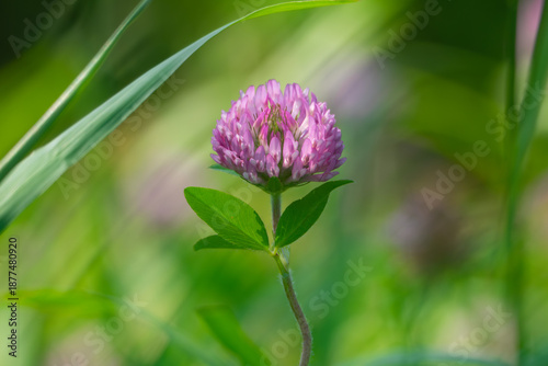 緑背景のアカツメクサ