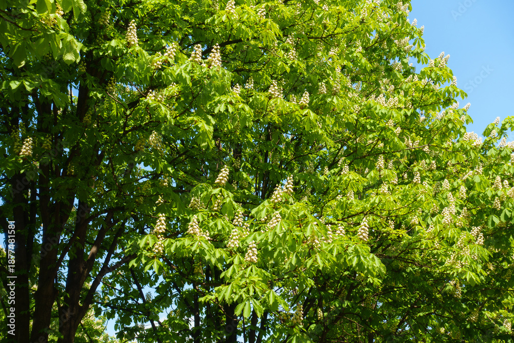 Fototapeta premium Lots of flowers of horse chestnut tree in mid May