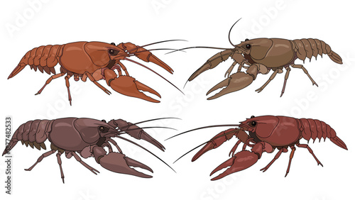 Set of four crayfish illustrations in different shades of red and brown showing various species of freshwater crustaceans.