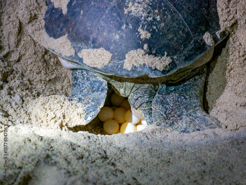 A green sea turtle (Chelonia mydas) laying eggs in the Ras Al-Jinz turtle sanctuary in Oman.