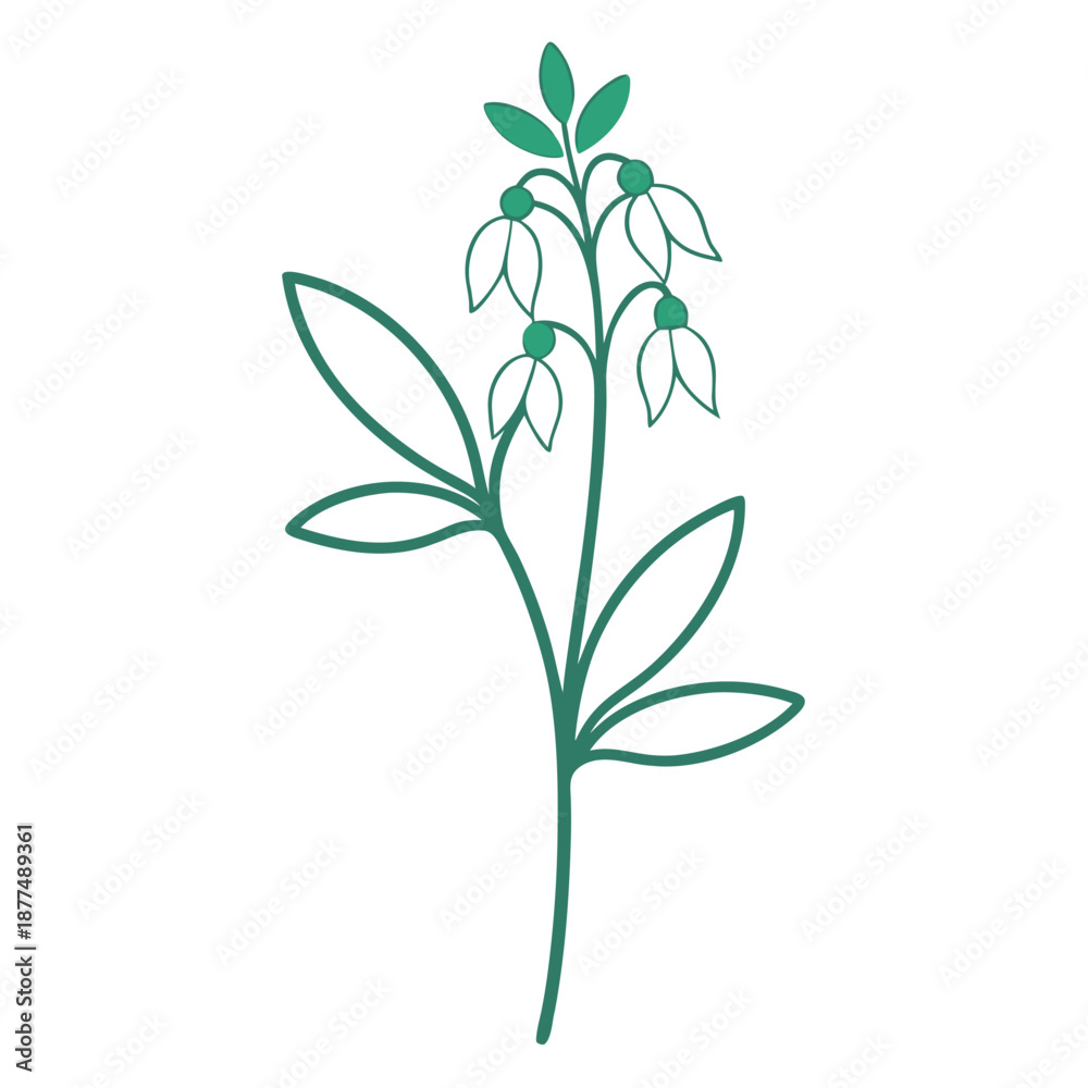 Fototapeta premium corydalis sempervirens line art on white background