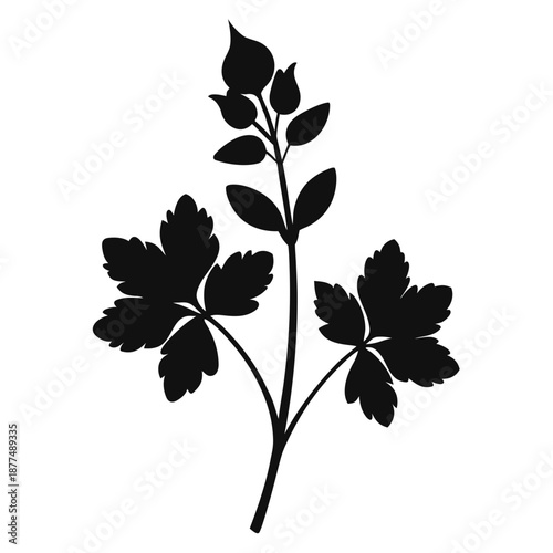 corydalis cava vector silhouette on white background