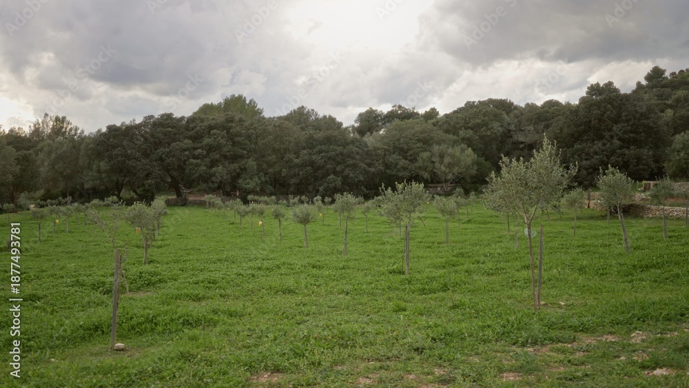 Obraz premium Lush vineyard landscape with mediterranean trees and greenery under a cloudy sky creating a serene, blurred, and defocused backdrop perfect for nature-themed projects.