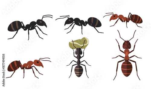 Ant flat animal vector set in professional style isolated on transparent background