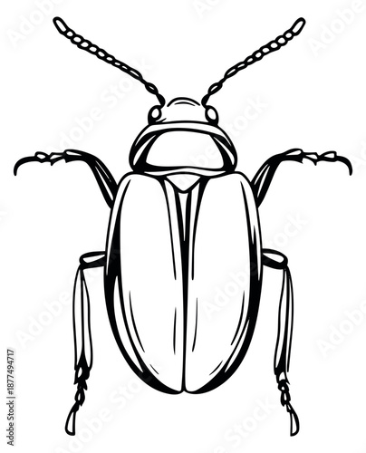Hand drawn line art illustration of a beetle depicting a detailed insect for nature designs