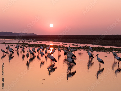 Принти на полотні A flock of Oriental white storks frolic on the lake surface under the setting sun