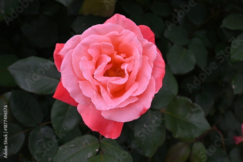 様々な薔薇の花たち