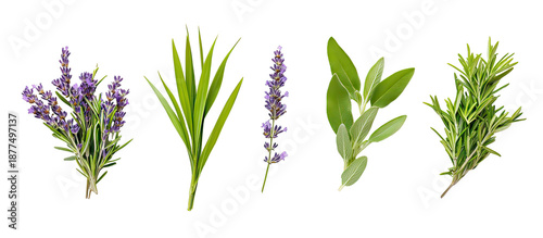 Lemongrass, rosemary, lavender, and sage plants arranged together fresh aromatic herbs on transparent background
