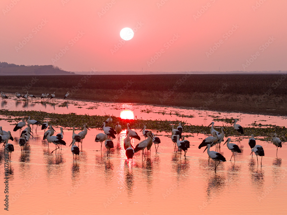 Obraz premium A flock of Oriental white storks frolic on the lake surface under the setting sun.