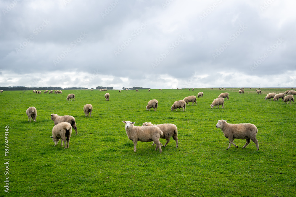 Obraz premium Grazing sheep in a green field near Twelve Apostles, Great Ocean Road, Australia