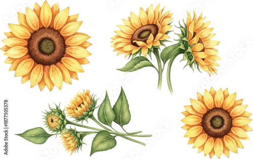 Beautiful watercolor illustration set featuring vibrant yellow sunflowers and green buds on a clean white background.