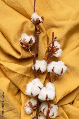 Cotton branch with lush white flowers on golden crumpled linen top view. Natural, eco-friendly cotton fabric for clothing, bedding, tablecloths. Fabric texture, textile. Delicate cotton flowers © olgaarkhipenko