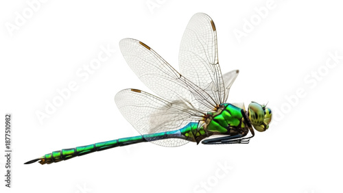Cuadro en lienzo Isolated Emperor dragonfly with iridescent wings and body sitting, close-up side