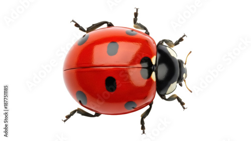 Isolated bright red ladybug with spots, beetle, bug, insect, coccinellidae