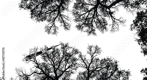 Black silhouette of bare tree branches against a white background viewed from below
