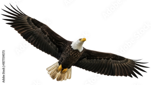 Isolated Bald Eagle in Flight Spreading Wings, Bird of Prey Flying, Majestic Predator, Nature