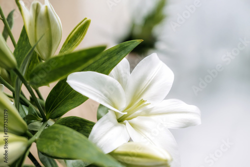 Photos Large white lily flower with yellow center and green leaves against blurred background