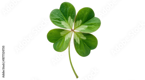 Green four-leaf clover plant isolated on a transparent background