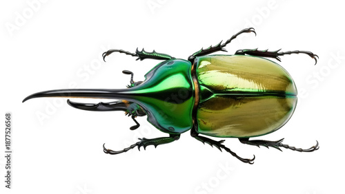 Tableau sur toile Isolated Rhinoceros beetle, shiny iridescent insect with large horn, nature and