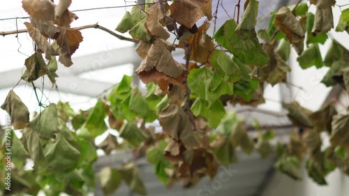 A withered grapevine with dry leaves and branches, showing signs of drought, plant stress, and environmental impact.