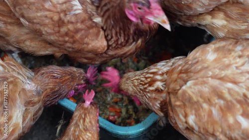 Organic waste such as food scraps and plant material, commonly reused for composting and sustainable waste management.