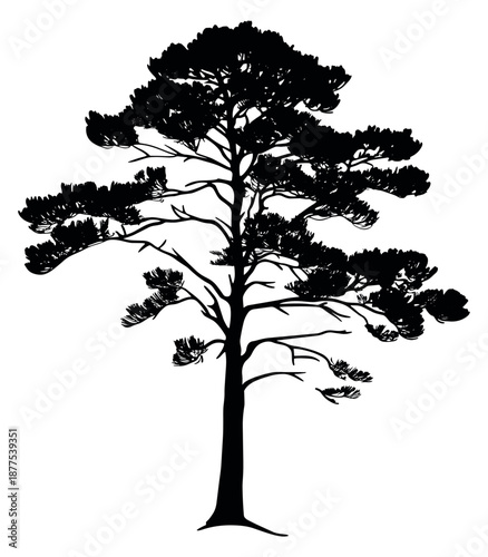 Hand drawn silhouette illustration of a pine tree depicting evergreen foliage for natural outdoor designs