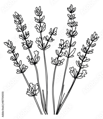 Hand drawn illustration of lavender flowers depicting blooming stems for herbal design