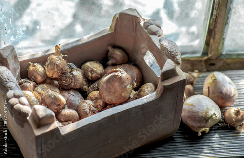 flower bulb placed decorative flowerpot in terracotta on a plank and placed n...