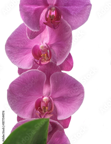 closeup on pink flowers of beautiful orchid on stem isolated on white backgro...