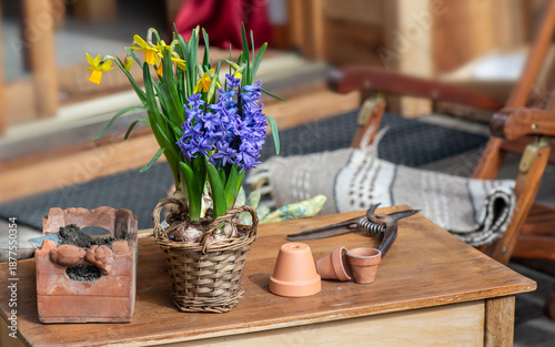 flowers potted daffodils and hyacinth on a wooden table on a terrace of alpin...