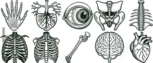 Anatomical Illustrations Of Human Body Parts In Outline Style Keywords: human anatomy, skeleton