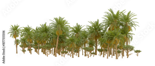 Tropical palm tree forest group isolated high resolution transparent png photo