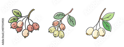 Serviceberry fruit branches with leaves, hand-drawn vector illustration