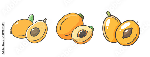 Loquat fruit, whole and cut, hand-drawn vector illustration