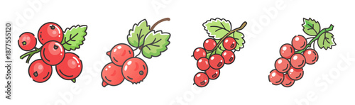 Redcurrant berries on branches with green leaves, isolated on white background.