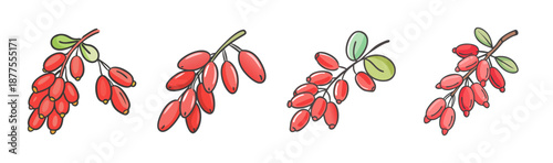 Barberry berries on branches, small red fruits, hand-drawn style illustration