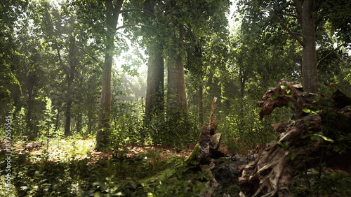 Quadro em tela Morning light shines through tall trees in a peaceful forest