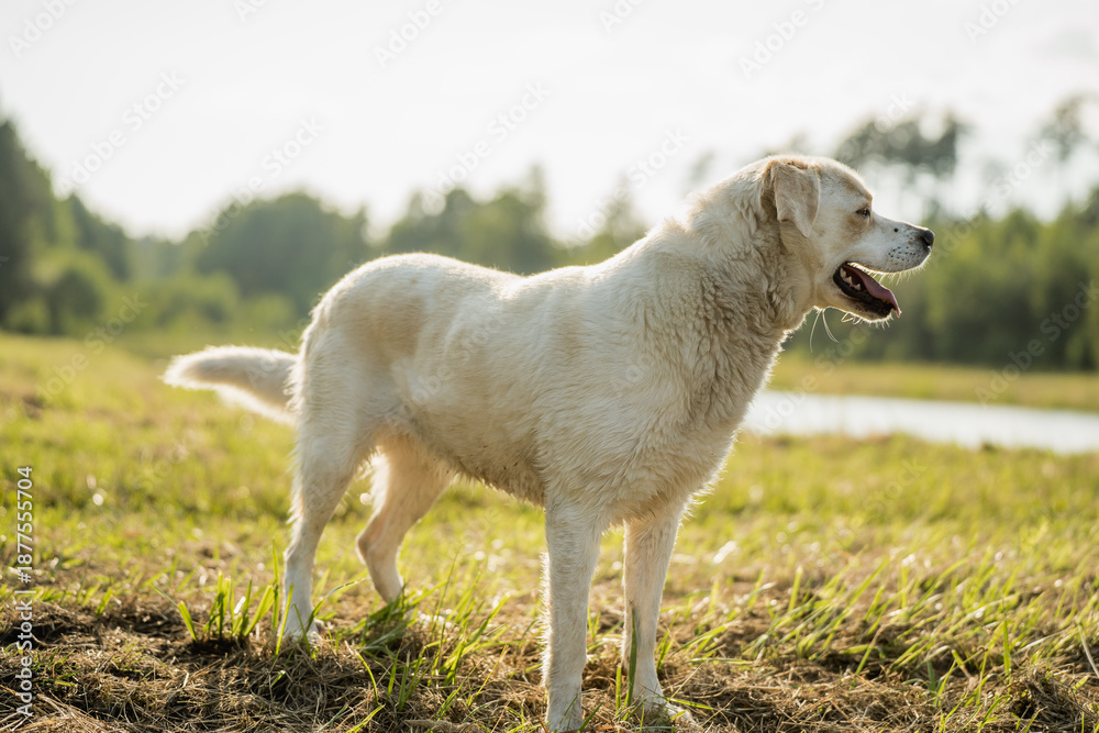 Fototapeta premium Happy mixed breed dog with Labrador type appearance walking and relaxing outdoors near a lake. Peaceful nature setting with grass, water and forest background. Concept of active lifestyle with dog, pe