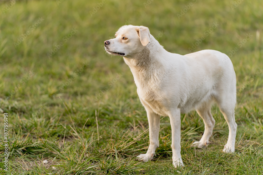 Obraz premium Happy mixed breed dog with Labrador type appearance walking and relaxing outdoors near a lake. Peaceful nature setting with grass, water and forest background. Concept of active lifestyle with dog, pe
